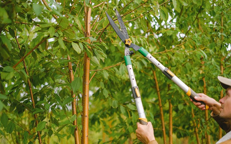 Tree trimming in Ester, AK